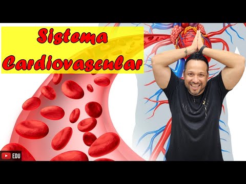 Cardiovascular or Circulatory System - Functions and Components - Human Physiology