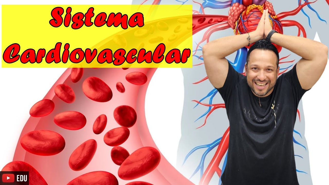 Sistema Cardiovascular ou Circulatório - Funções e Componentes - Fisiologia Humana