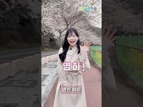 [금호이웃사촌마을 NEWS!] 영천으로 벚꽃구경 오세요~