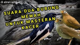 Download lagu masteran Kacer full isian mewah, wambi mini vs sikatan Londo suara jernih mantap mp3