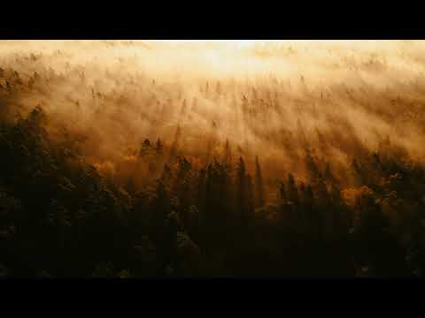 The Void Wanderer x Star Roving // Forest Spirits