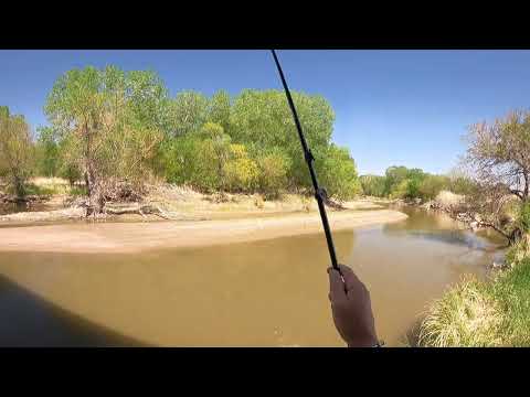 Tenkara Carp fishing on the ArKansas River #4 5/10/2022
