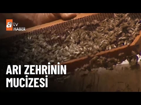 Arı zehri her derde şifa oluyor - atv Ana Haber 11 Haziran 2024
