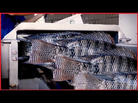 Amazing Tilapia Farm - Tilapia Fish Harvesting technology - Automatic Fish Processing Line Machine