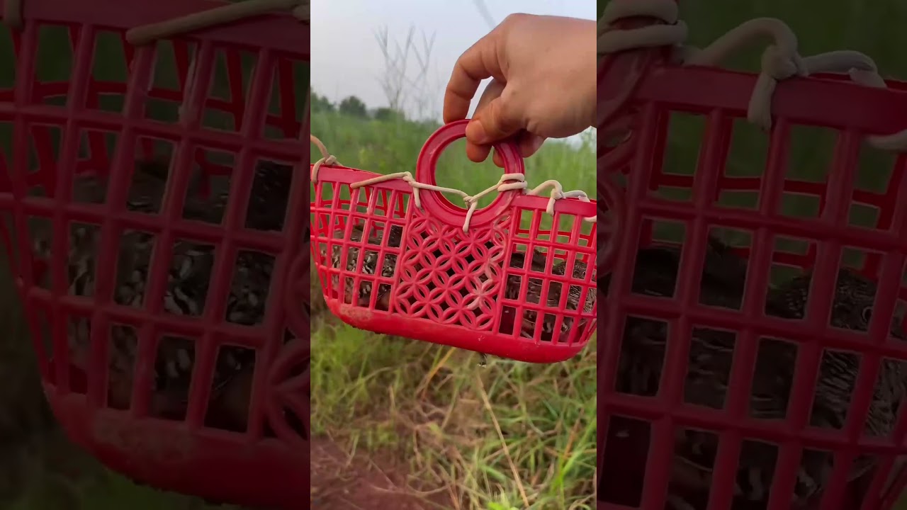 Bữa trc hái lượm điều rồi bữa nay đi s.ă.n b.ắ.t nha mọi người