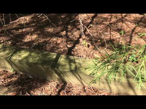 Ants Love Bocce Ball in Whiting, NJ