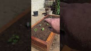 Planted the GARDEN #gardening
