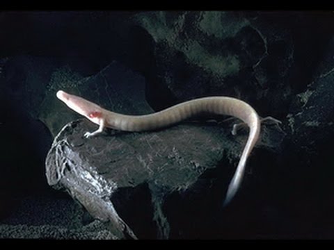 Curvatura della colonna vertebrale pizzicato Trattamento del nervo Mal di schiena dopo un salto su un trampolino per fare