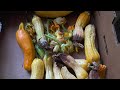 What is HAPPENING? Why are my squash rotting on the vine?