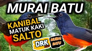 Download lagu BOLEH KALIAN CATAT !!! MURAI BATU KANIBAL MURAI BATU MATUK KAKI MURAI BATU SALTO INI YANG TERJADI mp3