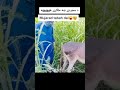 سکس همراهی خر Sex With Donkey Animal