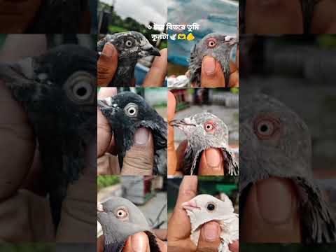 .6 tar bitora tumi konta vaii bolo...🕊️☺️🫵