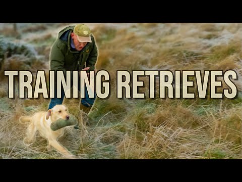 How To Teach A Dog to Retrieve