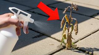 Just 3 drops and weeds die instantly! (The $1 Weed Killer That Destroys Weeds in Hours)