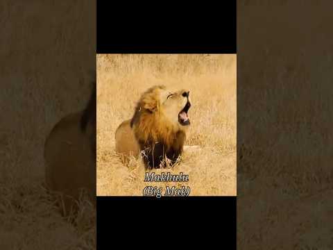 The roars of the mapogo brothers🏴‍☠️⚔️|king roar| #king #lion #animalsounds #roar #natural #viral