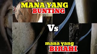 Download lagu CIRI CIRI SAPI BUNTING 5 BULAN# mp3