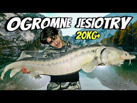 WE ARE FISHING FOR CARP AND STURGEON IN TOTAL HEAT | NOWE ŻUKOWO FISHING SITE |