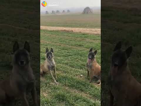 Amazing 🐕 Dog 🐶 jumping