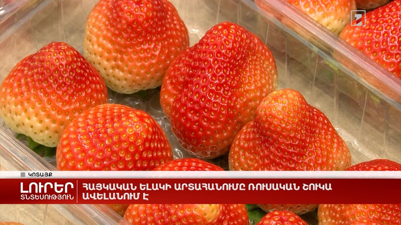 Հայկական ելակի արտահանումը ռուսական շուկա ավելանում է