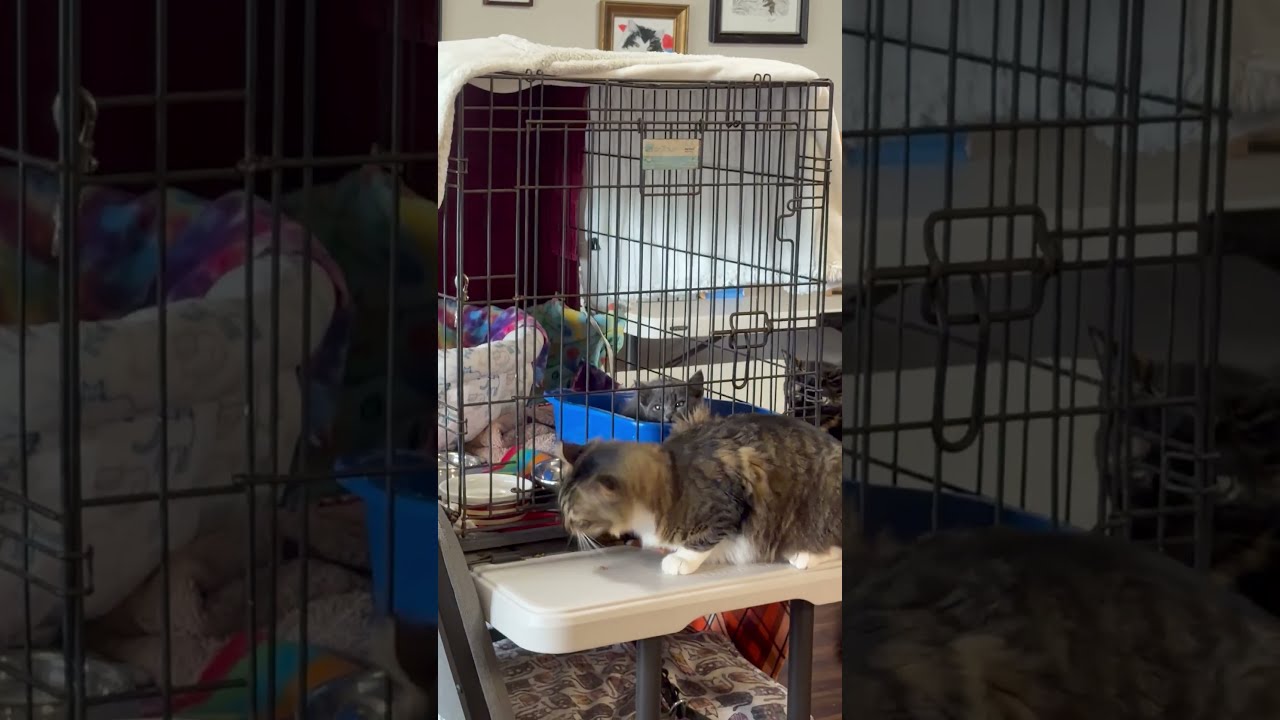 Enlarge Mr. Bean, an adopted Domestic Medium Hair in Tillamook, OR video 3/6
