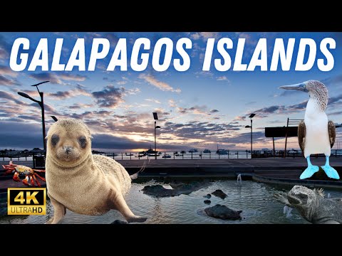 Darwin’s Laboratory at Dawn….. (4K Virtual Tour)