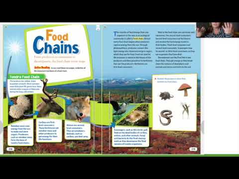 Ecosystem Energy Flow- Intro to Food Chains