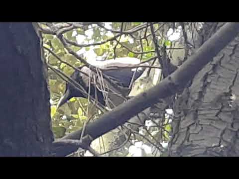OŠTAR PRODORAN ZVUK I GLASANJE PTICA VRANA--DVIJE LJUTE VRANE SE SVAĐAJU I VIČU JEDNA NA DRUGU...
