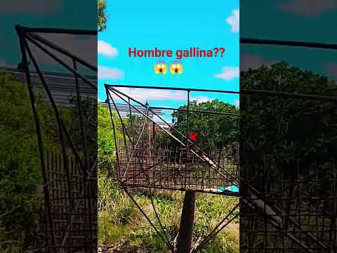 hombre gallina 😱😱 está en Mercedes corrientes