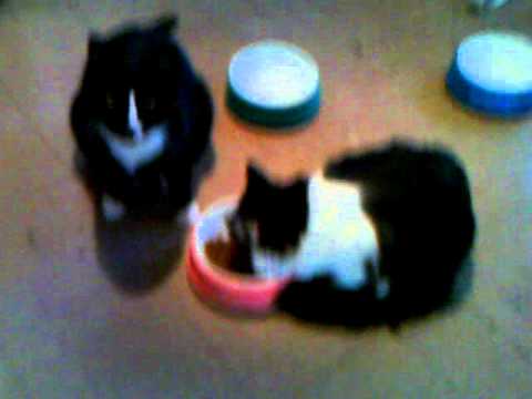 Cats-Myrrrlin and Christabelle Noelle (and Mysti)
