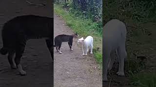 Download lagu #kucing | BERANTEM #lucu | BETAWI VS SUNDA #kucingkampung #shorts mp3