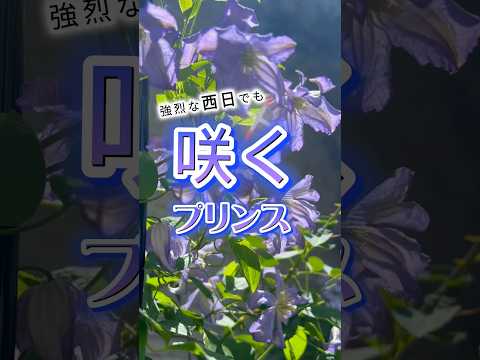 園芸 大きな花びらのクレマチス