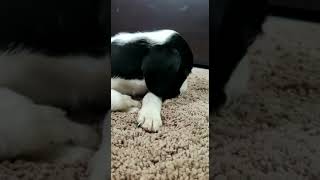 Dalmatian Puppies Videos