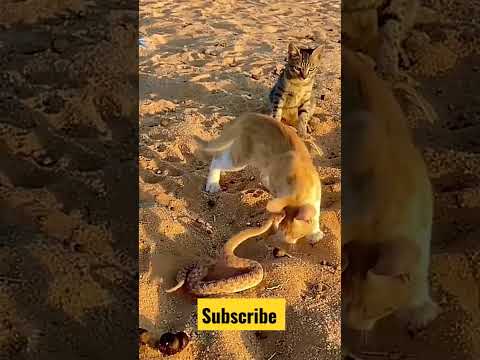 Russell Viper versus cat || what are Jump For Cat 🙀 2023 #shorts #cat #russellviper #abplove