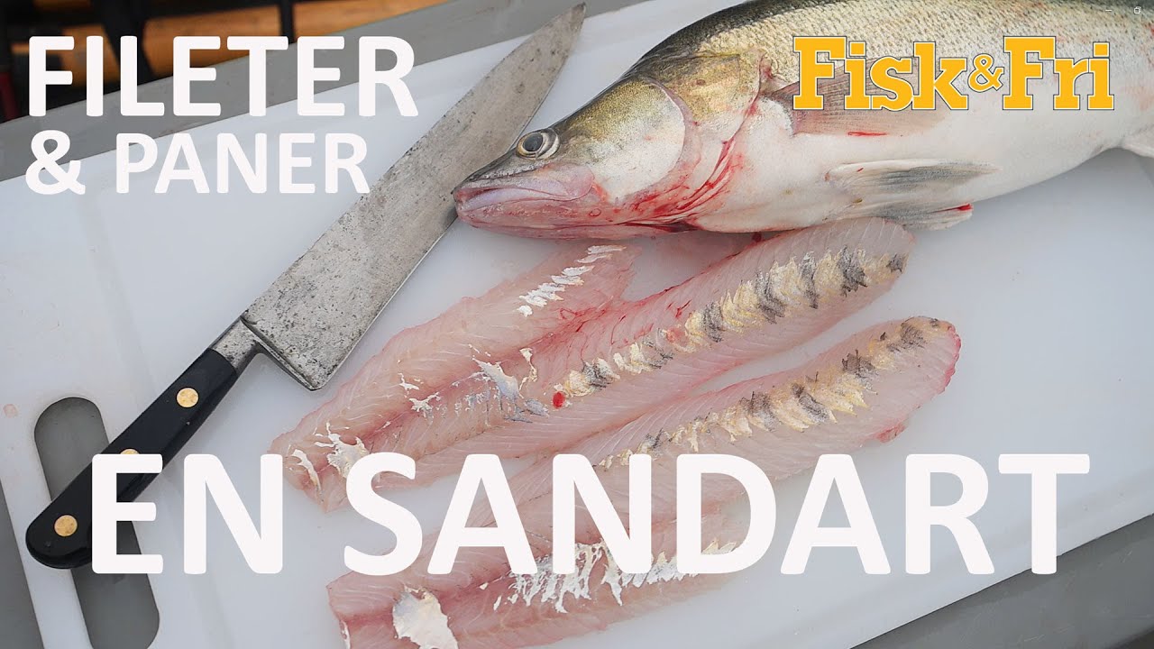 NY VIDEO: SÅDAN FILETERER OG TILBEREDER DU EN SANDART