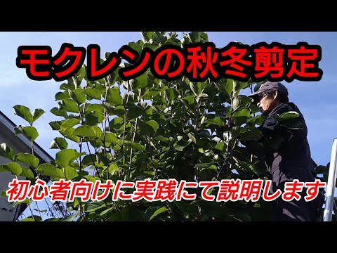 モクレンを正しく剪定する 植物