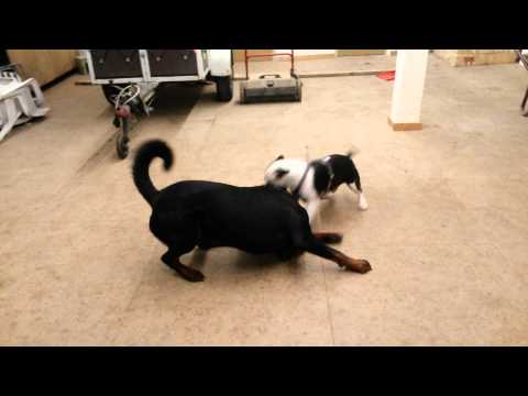 Pitbull Neo VS  Rottweiler Gismo