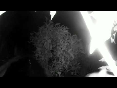 臺灣黑熊再現寶山蜂場 蜂農通報並配合監測