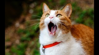 САМЫЕ СМЕШНЫЕ ПРИКОЛЫ С ЖИВОТНЫМИ! ДО СЛЁЗ!#1 |FunnyPets