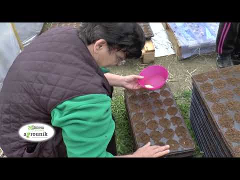 AGRO PREPORUKA - Proizvodnja rasada lubenica i dinja