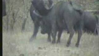 Born Free - Tribute to Nkorho Animals