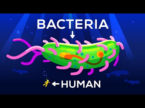 , title : 'How Large Can a Bacteria get? Life & Size 3'