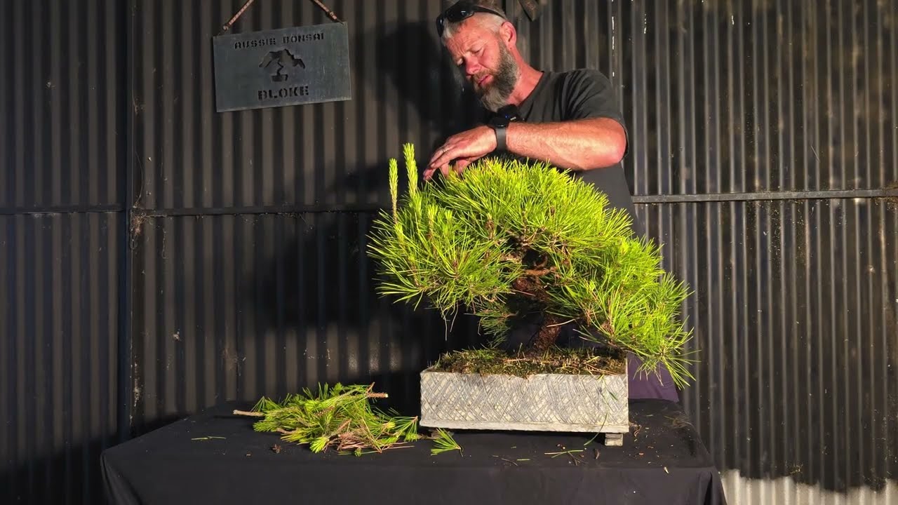 Japanese pine gets trimmed,  i meet Steve a subscriber