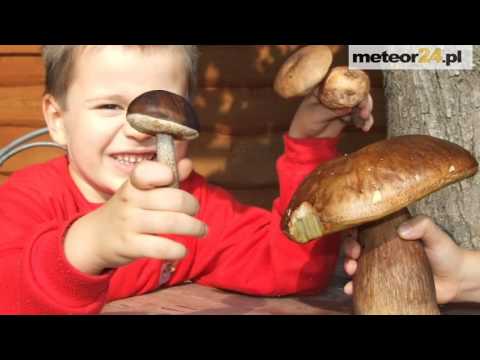 Pensjonat Ossówka - Ossówka meteor24.pl