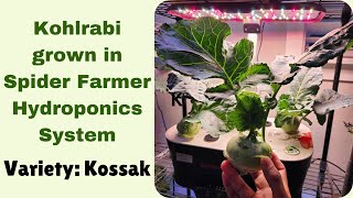 Kohlrabi grown in Spider Farmer Hydroponics System, Variety Kossak