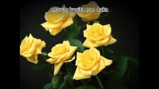 Download lagu kisah mawar di malam hari mp3