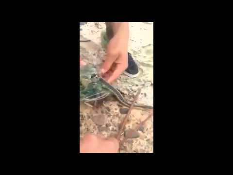 Two Guys Save A Garter Snake Caught In Netting