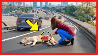 Ela Resgatou um Cachorro Abandonado na Estrada... Meses Depois, Ele Fez Algo CHOCANTE!