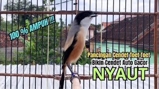 Download lagu burung cendet gacor BONGKAR ISIAN JITU buat PANCINGAN CENDET AGAR BUNYI jadikan BURUNG PENTET GACOR mp3 Download lagu burung cendet gacor BONGKAR ISIAN JITU buat PANCINGAN CENDET AGAR BUNYI jadikan BURUNG PENTET GACOR mp3