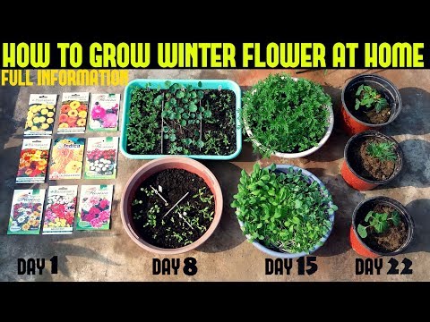 How to Germinate Winter Flower Seeds?
