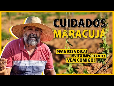 How to control fungi and caterpillars on your passion fruit.